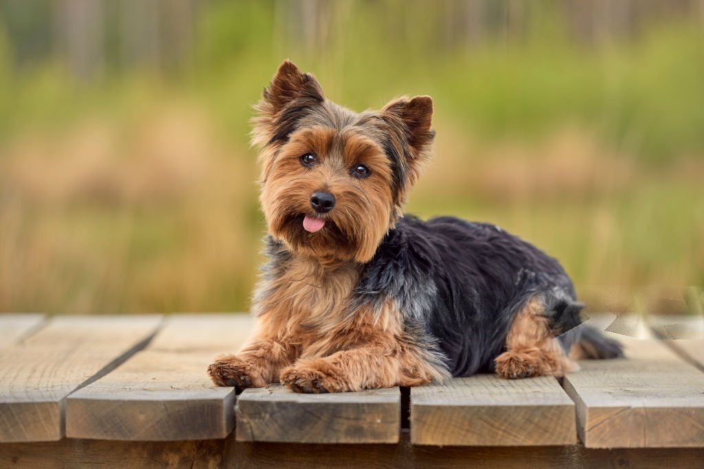 Small Yorkshire Terrier dog sitting outdoors